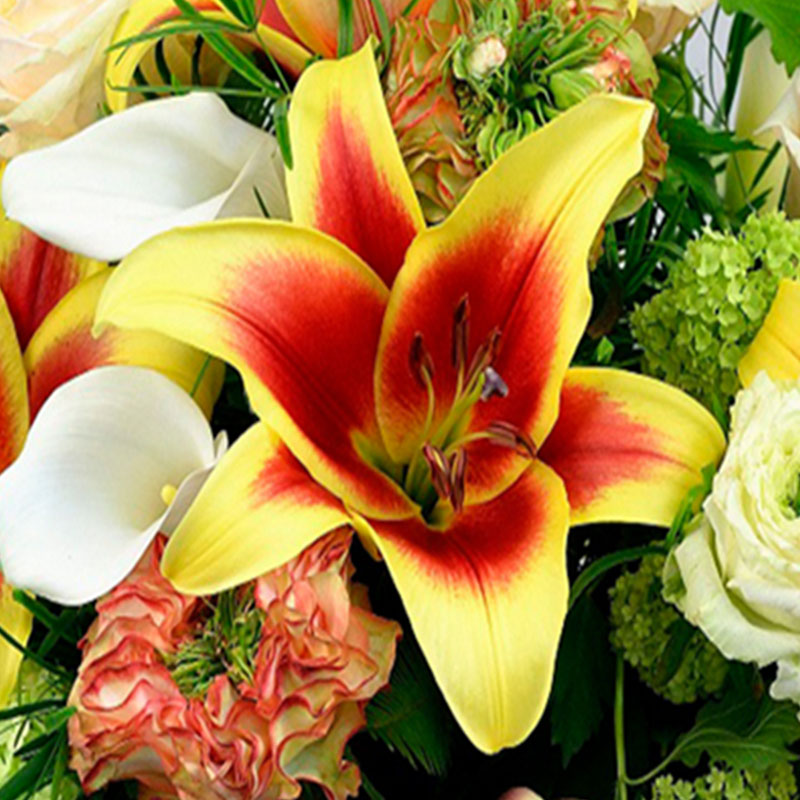 Flavia Oriental Lily