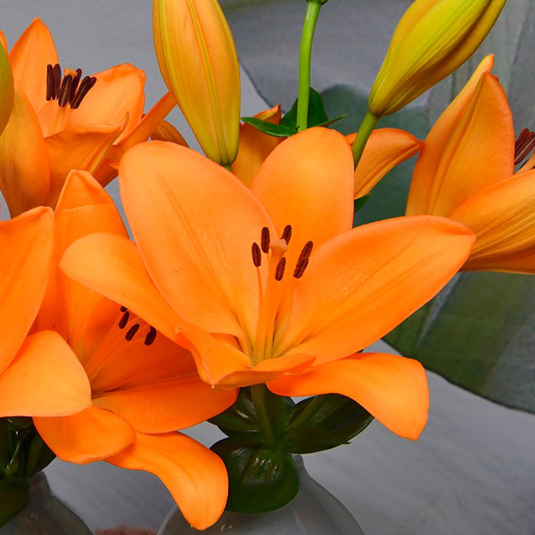 Flemington Orange LA Hybrid