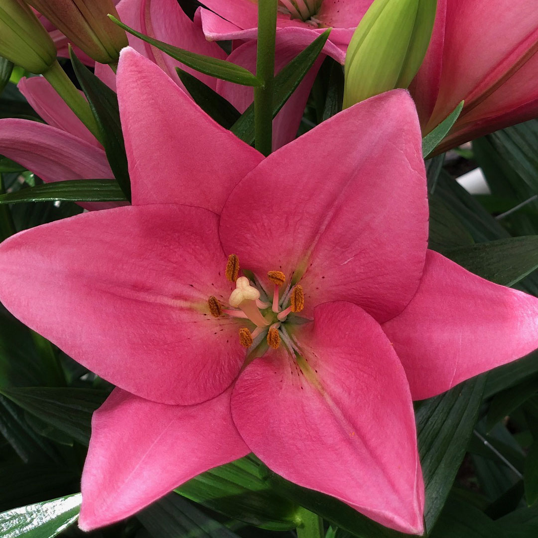 Florida Dark Pink LA Hybrid Lily