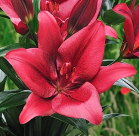 Forza Red LA Hybrid Lily