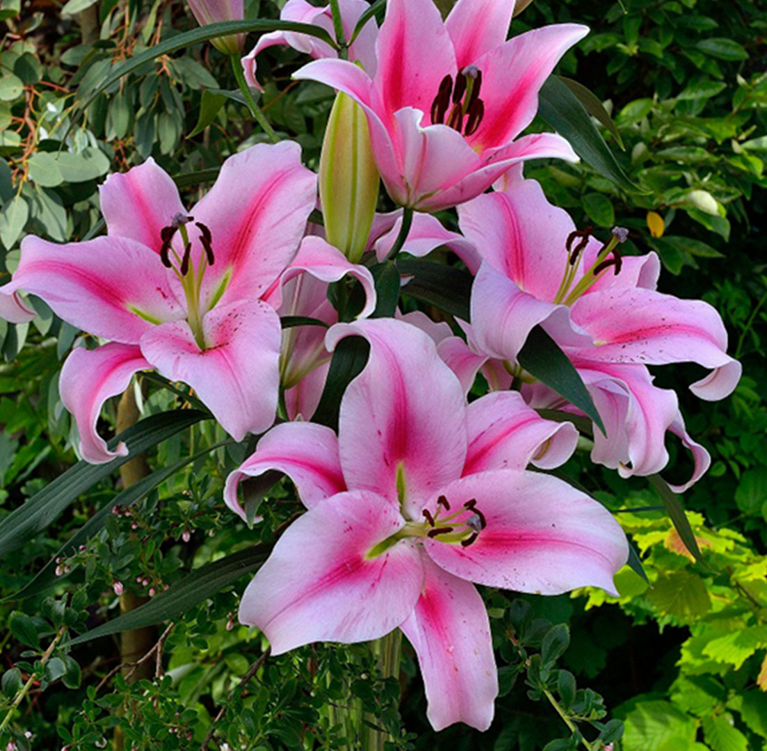 Frontera Oriental Lily