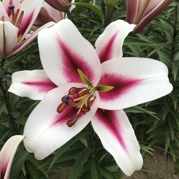 Gaucho Oriental Lily