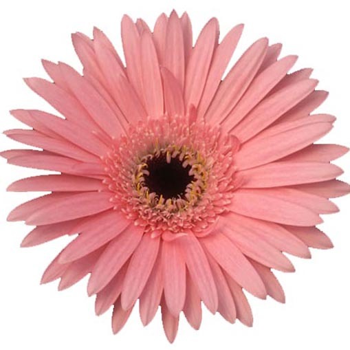 Gerbera Daisy Light Pink