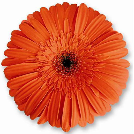 Gerbera Daisy Marinilla - Naranja