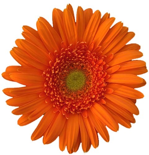 Gerbera Daisy Orange yellow center