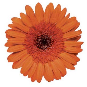 Gerbera Daisy Orange