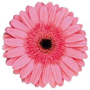 Gerbera Daisy Pink