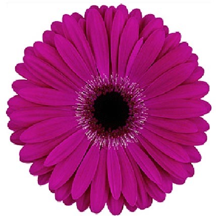 Gerbera Daisy Purple