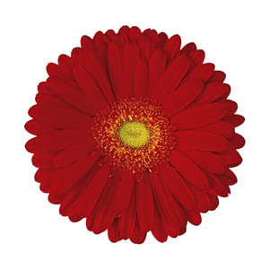 Gerbera Daisy RED