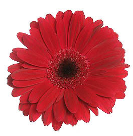 Gerbera Daisy Red