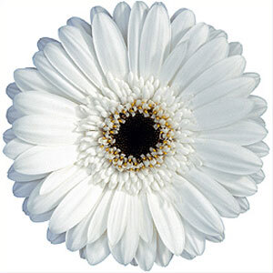 Gerbera Daisy White black center