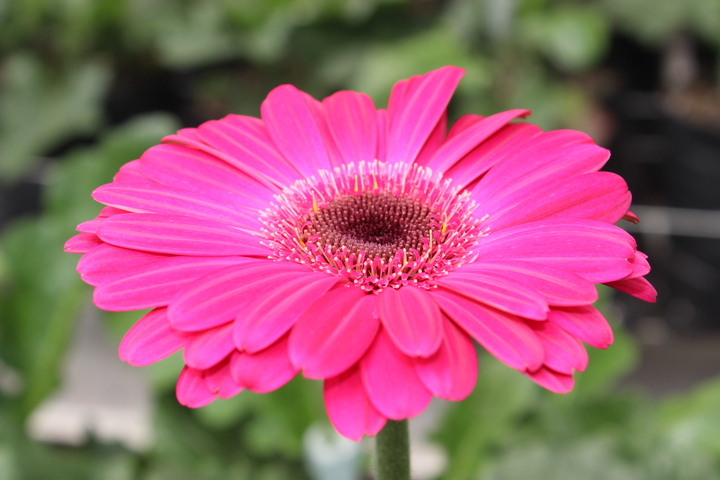 Gerbera farm; bright pink gerbera daisy