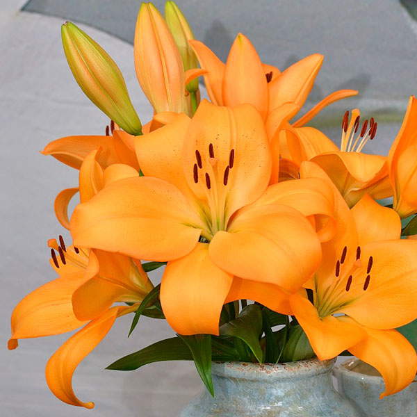 Menton Light Orange LA Hybrid Lily
