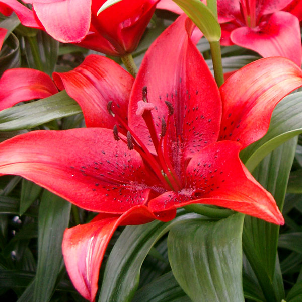 Original Love bright red LA Hybrid Lily