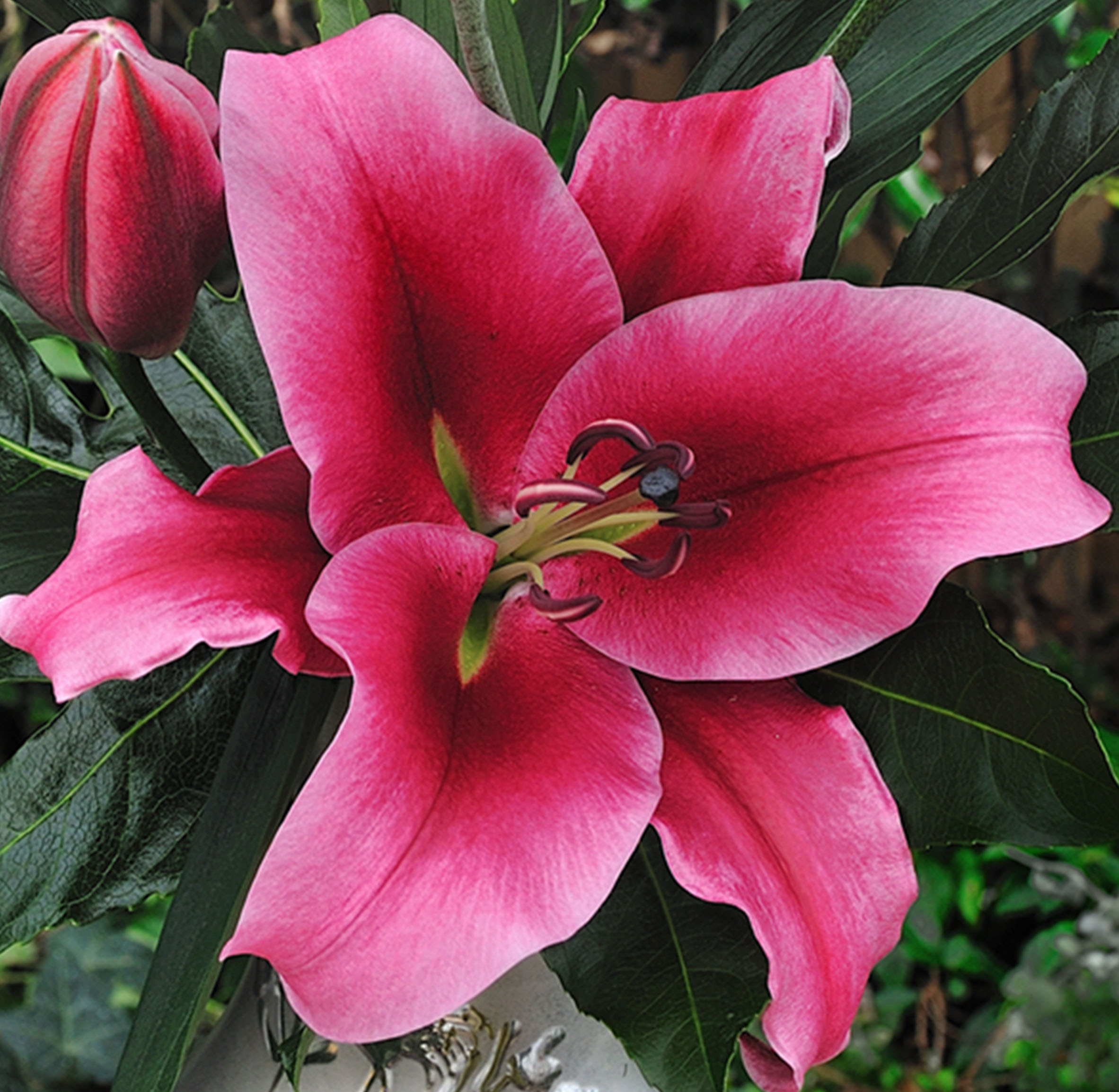 Paraquay Oriental Lily