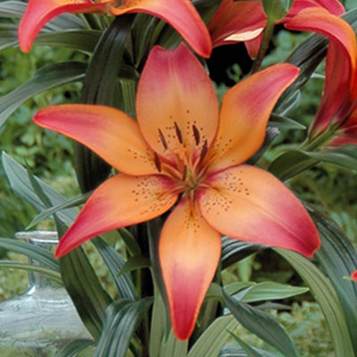 Royal Sunset Orange Red LA Hybrid Lily