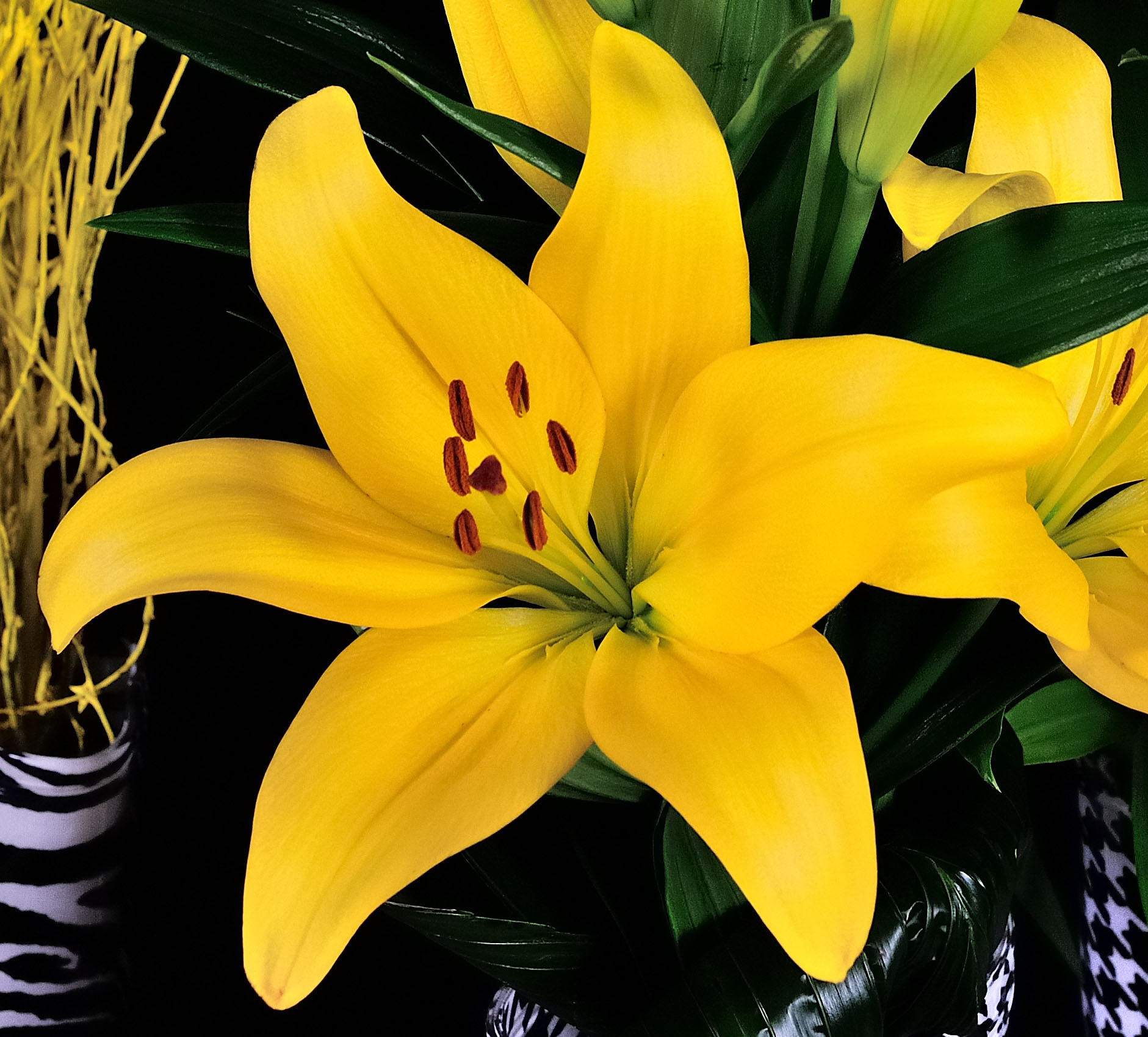 Scipione Yellow LA Lily