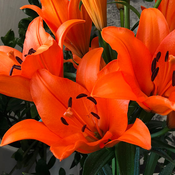 Surfside Deep orange LA Hybrid Lily