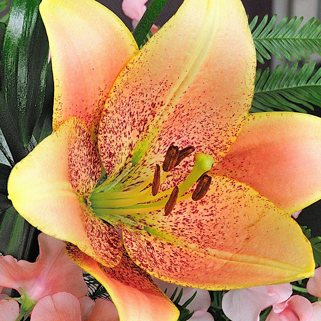 Sweet Desire LA Hybrid Lily