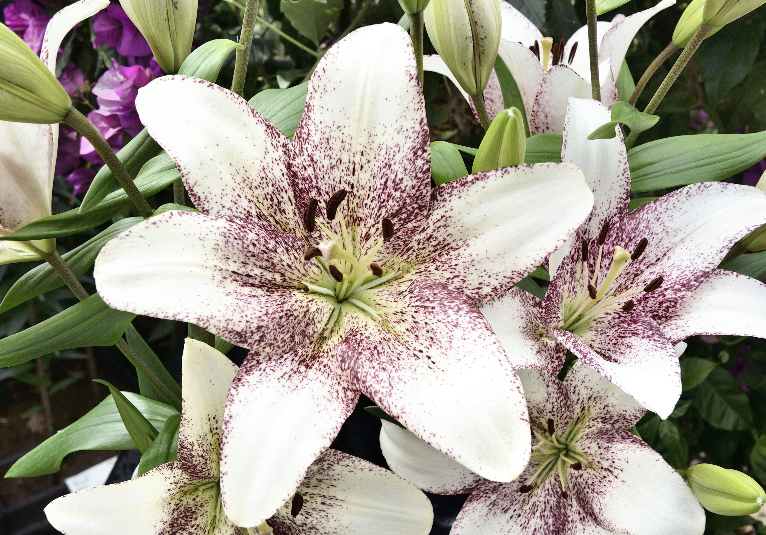 Sweet Zanica white and speckled LA Hybrid Lily