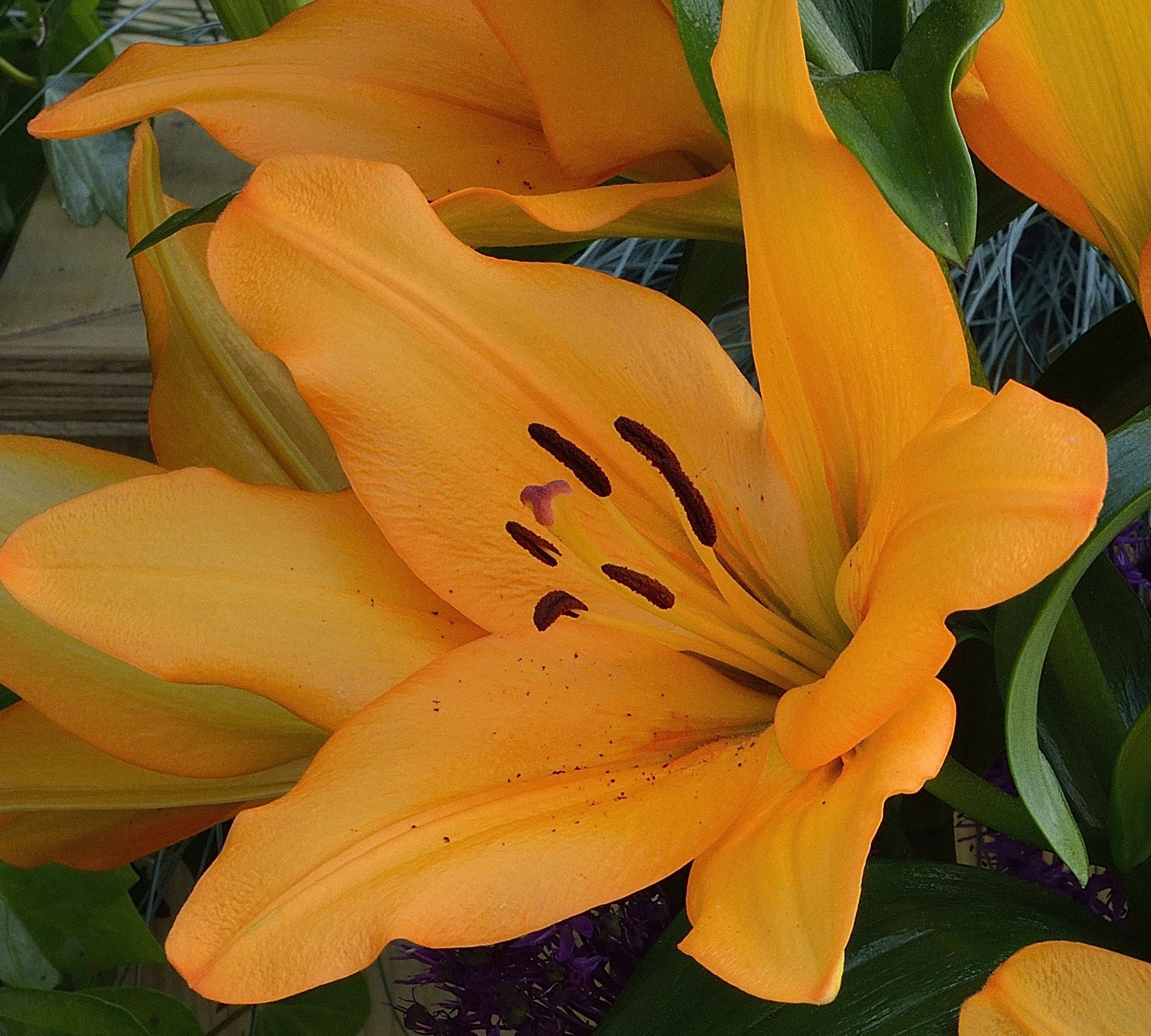 Talisker Orange LA Hybrid Lily