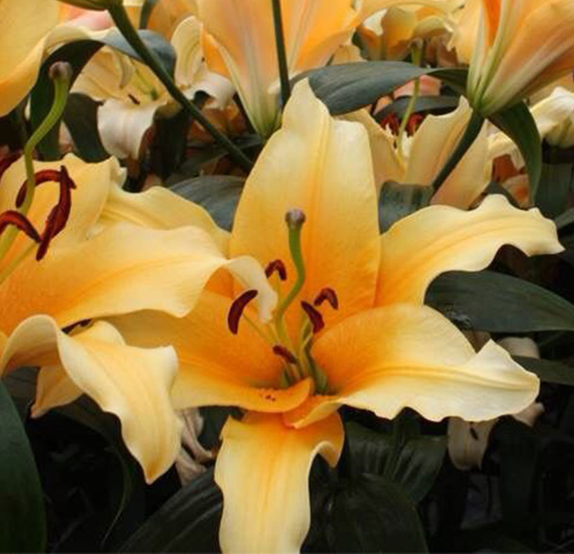 Valverde Oriental Orienpet Lily