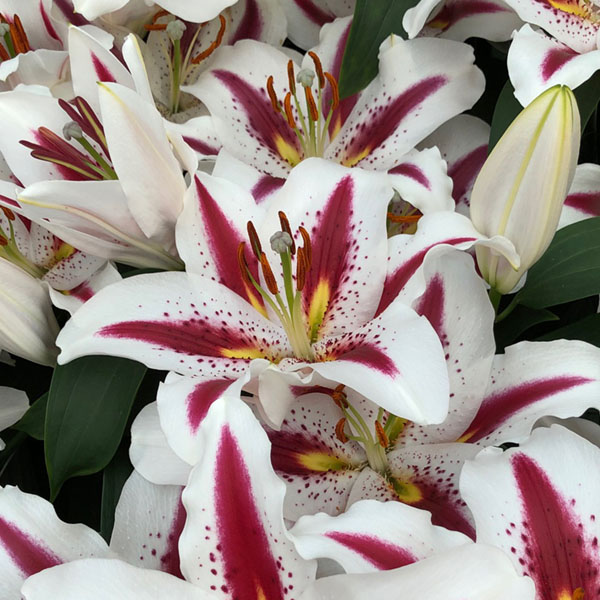 big smile Orietal Lily, Floral Sense