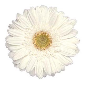 white_Gerberra daisy with Light yellow center