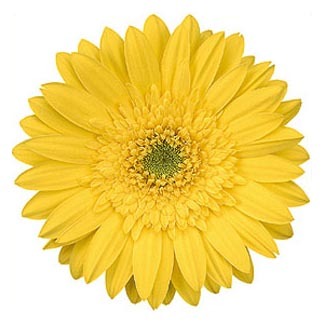 yellow Gerbera daisy with yellow center