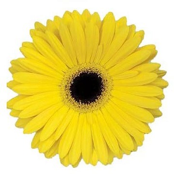 yellow Gerbera daisy with black center