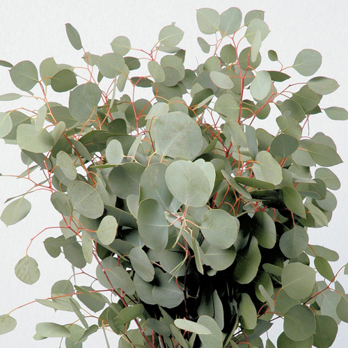 Eucalyptus Silver Dollar