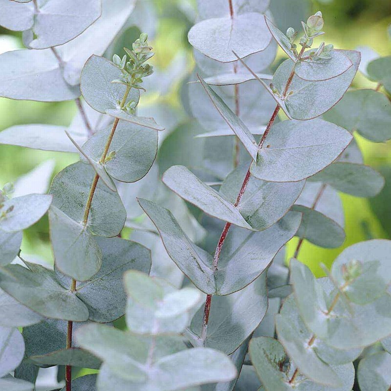 Eucalyptus Gunnii