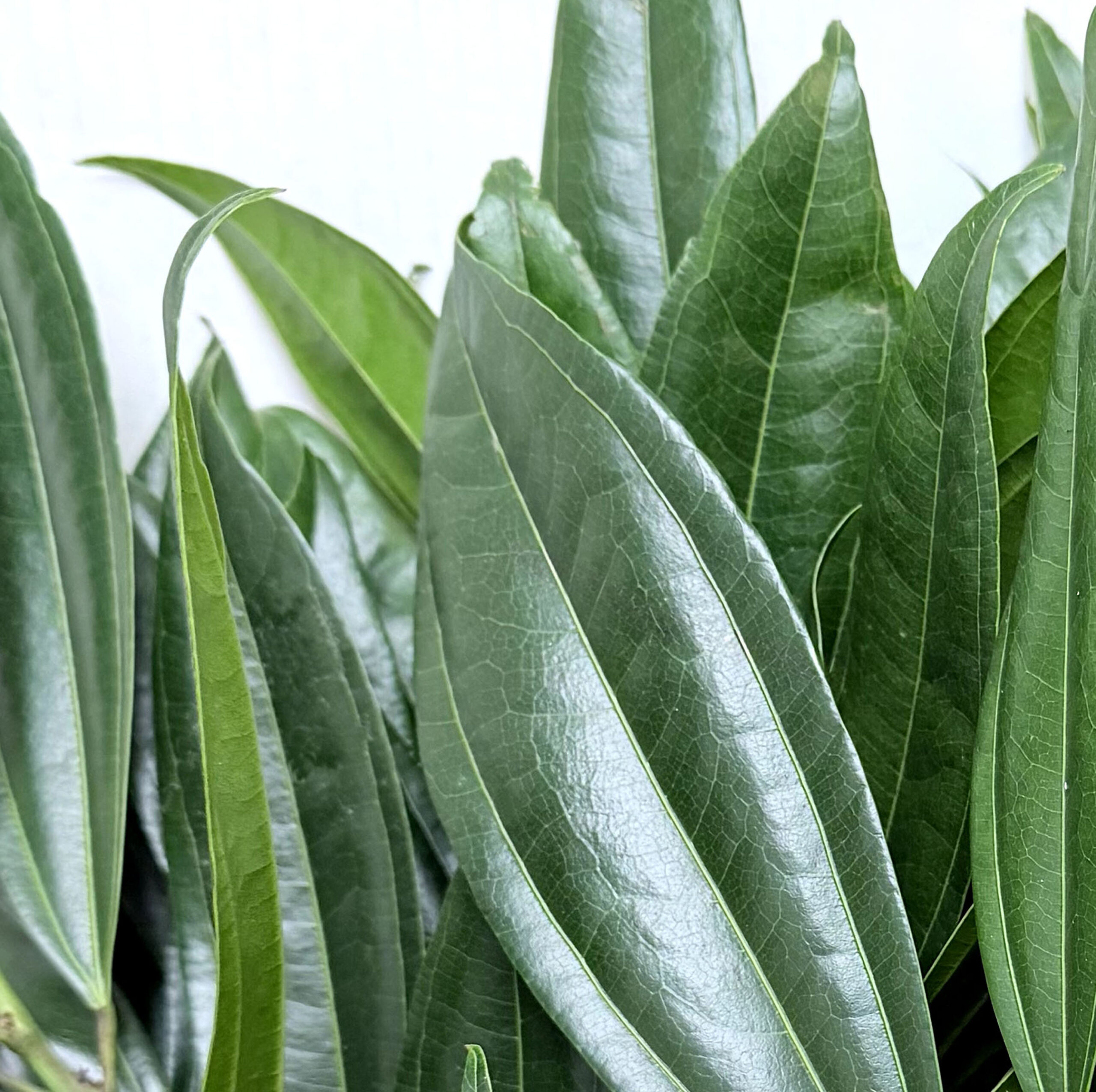 Coculus Greenery