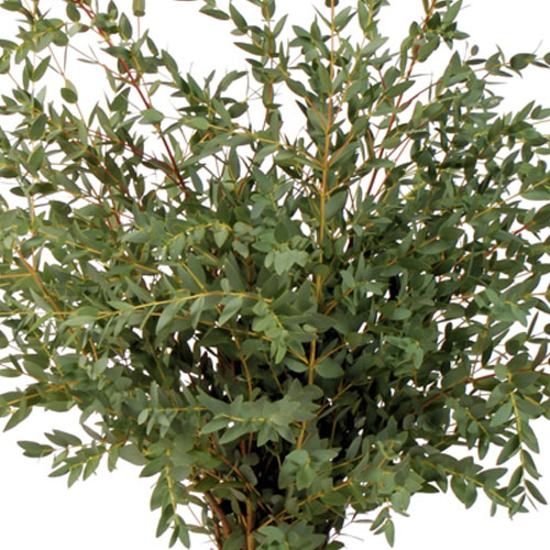 Eucalyptus Parvafolia, Floral Greenery