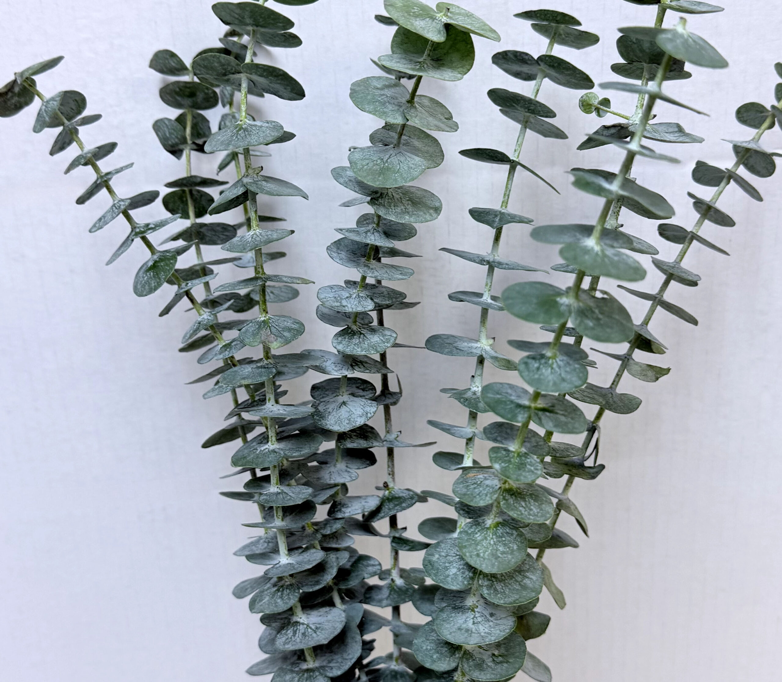 Eucalyptus Baby Blue