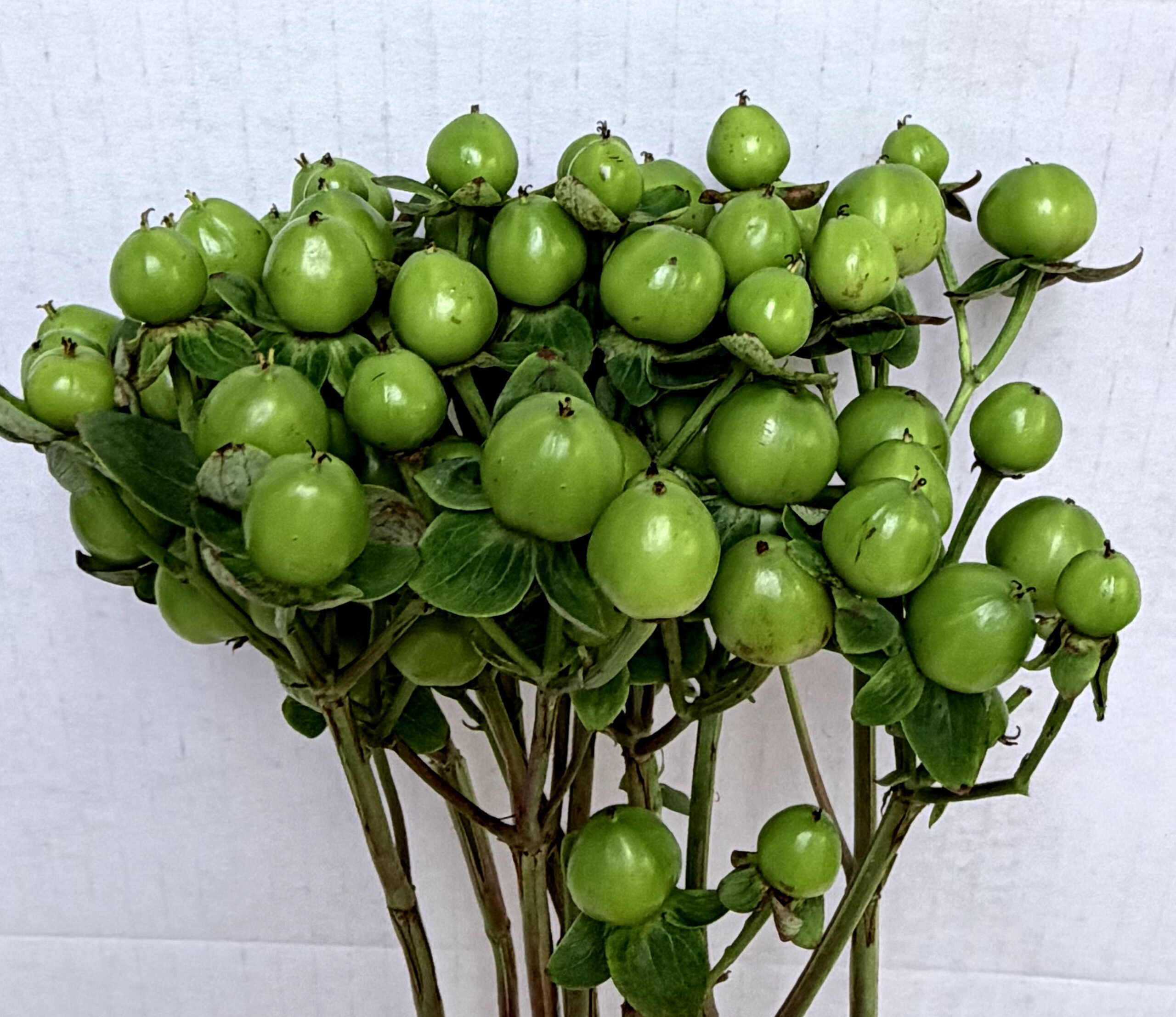 Hypericum Green, floral greenery, bouquets