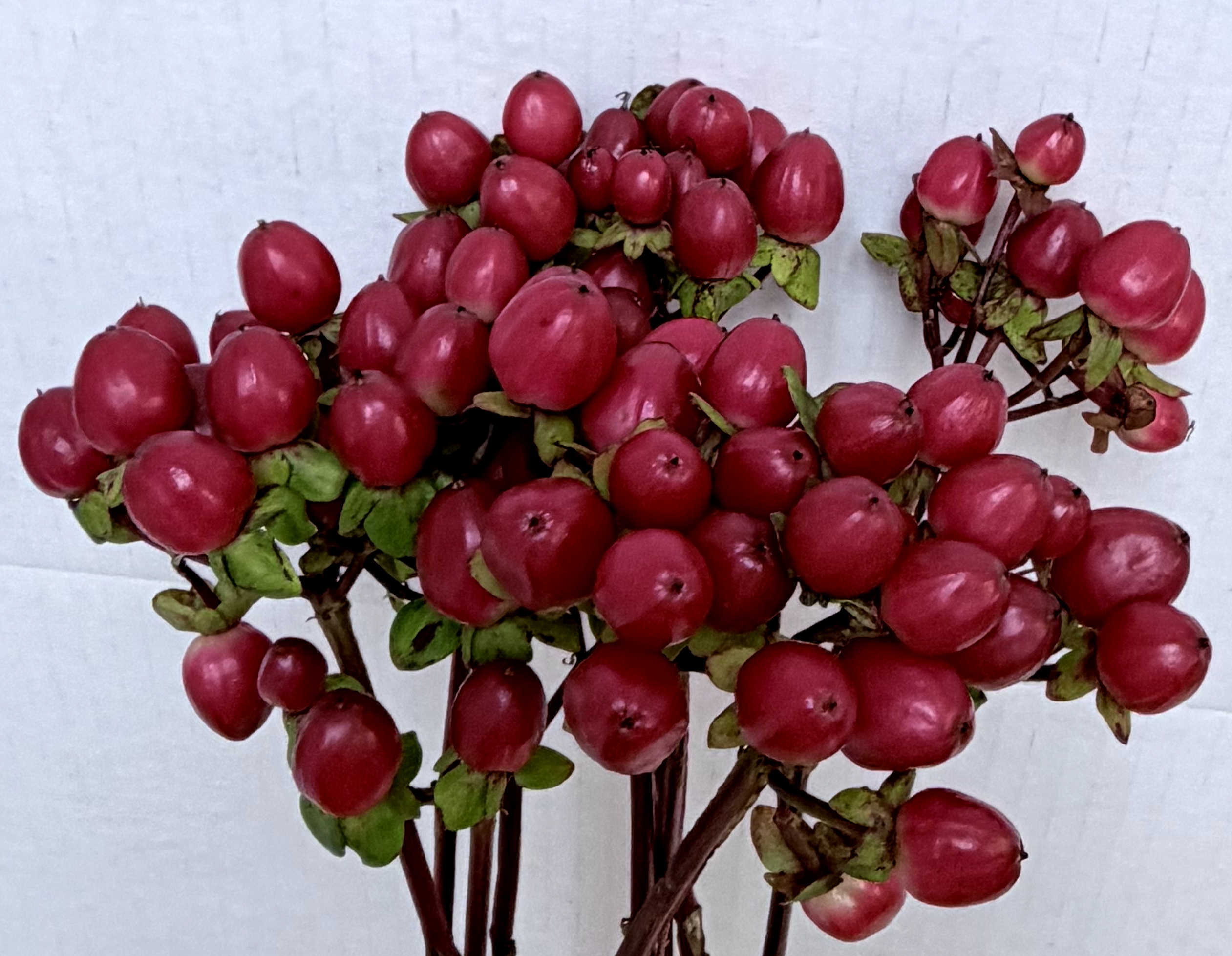 Hypericum Red