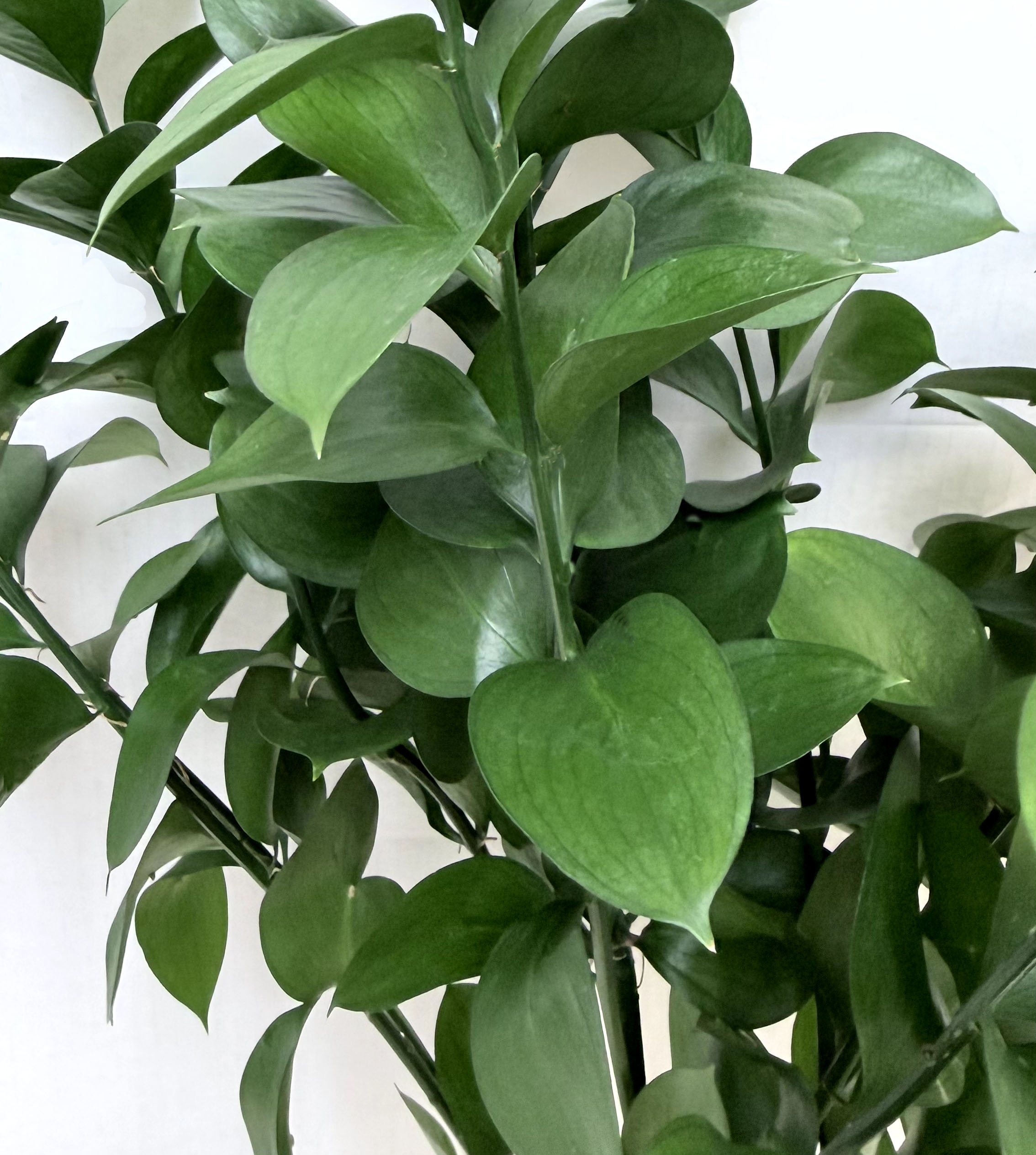 Ruscus, floral greenery, bouquets