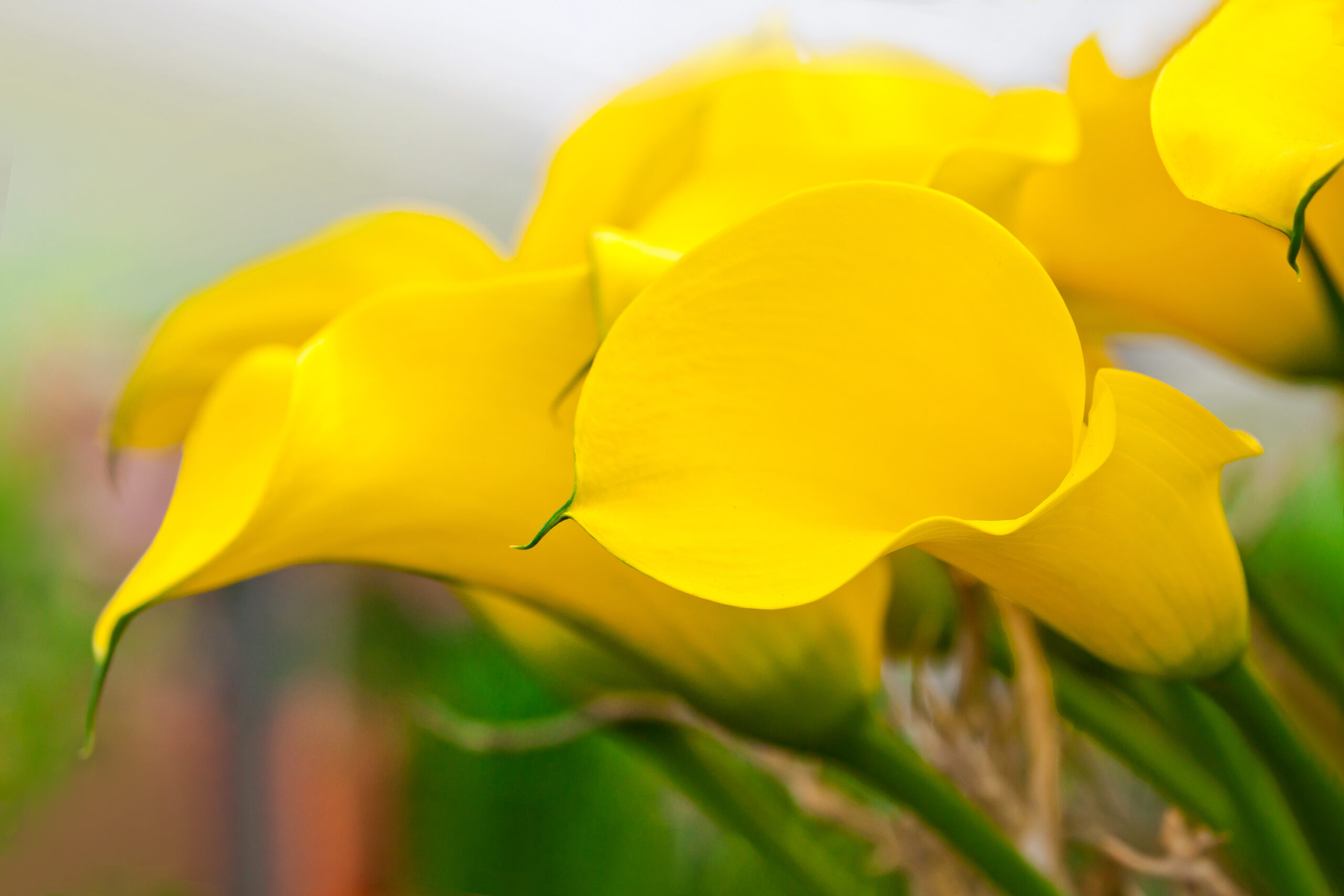 Yellow Calla Lily