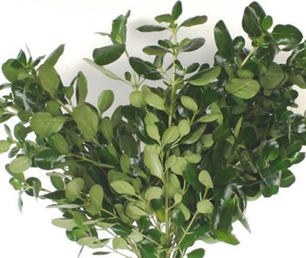 brillantina, floral greenery, 