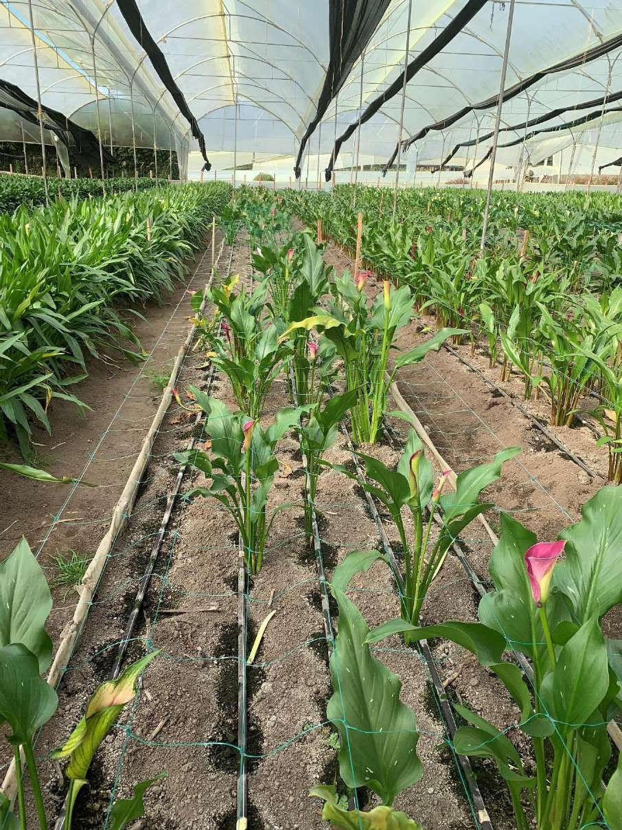 Calla Lily, farm,
