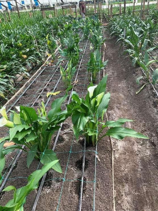 Planted White calla lily; farm grown calla lilies